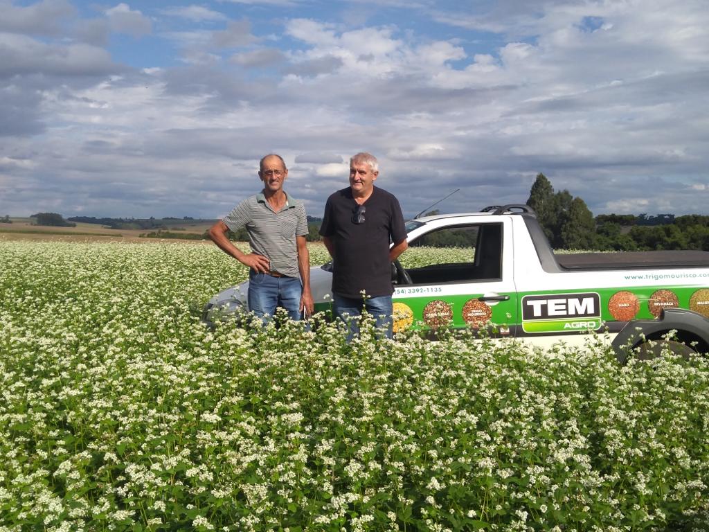 Lavoura de trigo mourisco com alto potencial