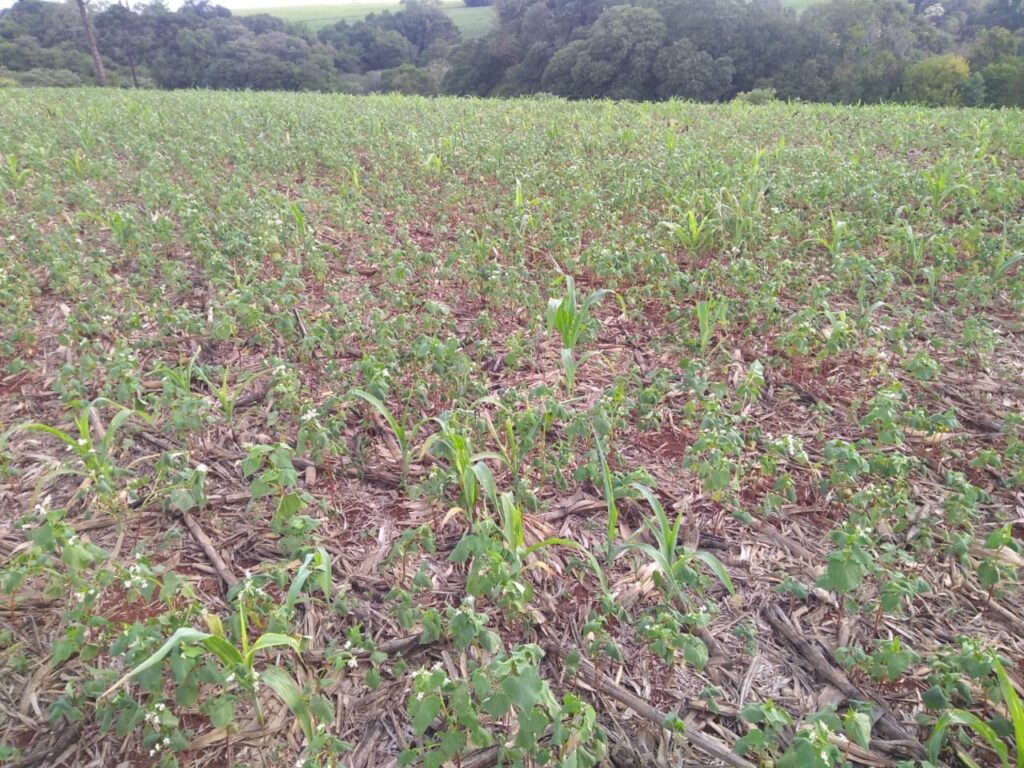 Lavouras de trigo mourisco na região de Lagoa dos Três Cantos teve desenvolvimento prejudicado pela deficiência hídrica