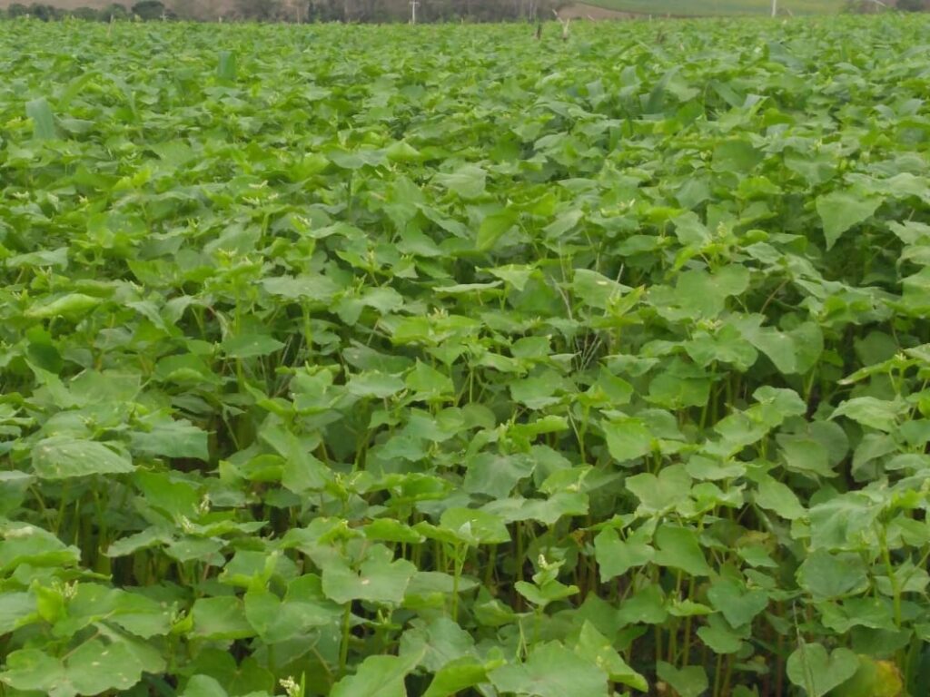 Trigo Mourisco no início da floração
