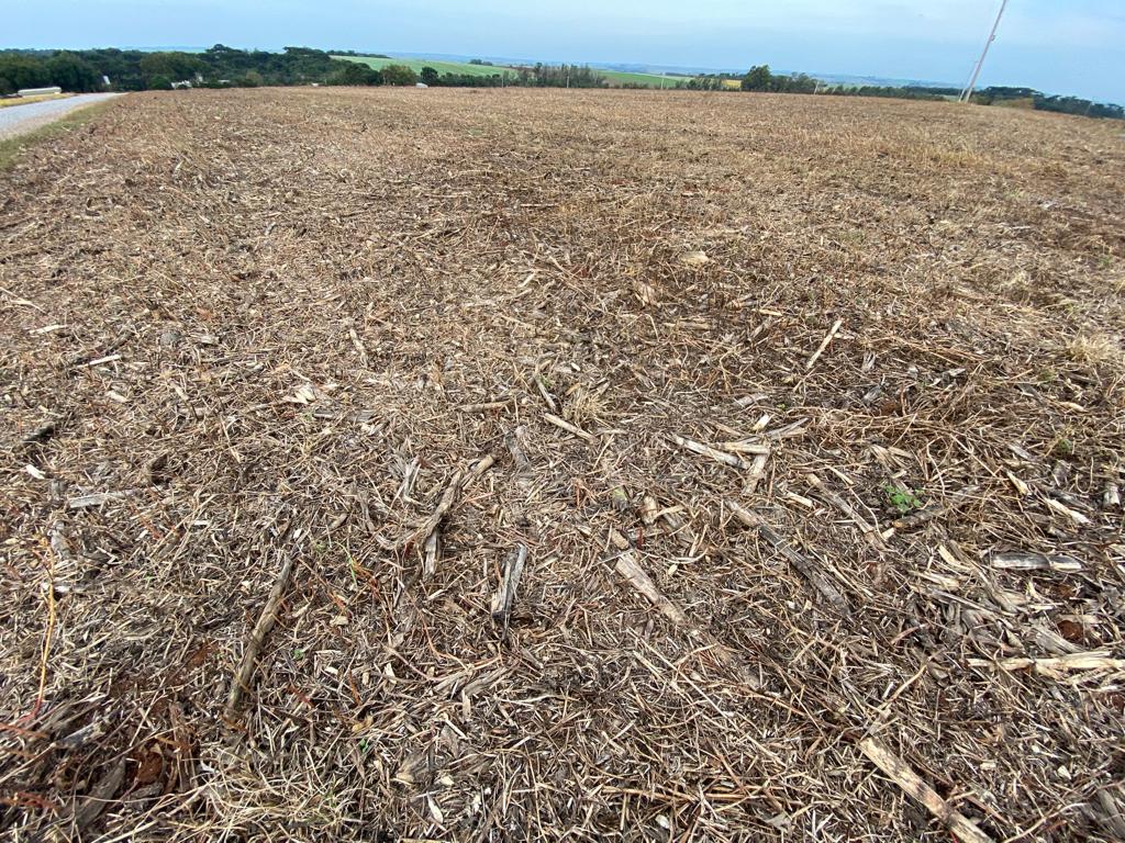 Lavora livre plantas daninhas